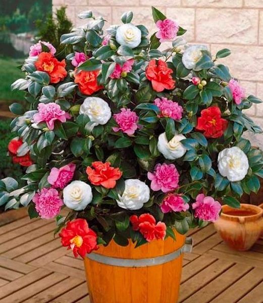 Camellia japonica 'Tricolor'